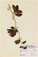 藏品(紅粉撲)的圖片